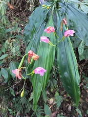 Phaius mishmensis
