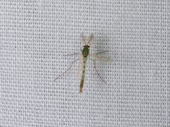 Chironomus javanus