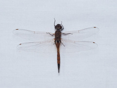 Tramea transmarina euryale