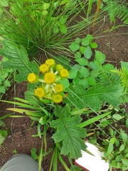 Berkheya umbellata