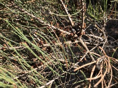 Allocasuarina pusilla