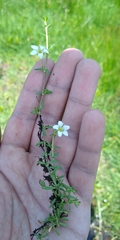Arenaria bourgaei