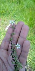 Arenaria bourgaei