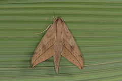 Xylophanes anubus