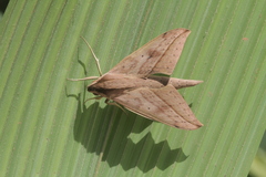 Xylophanes anubus