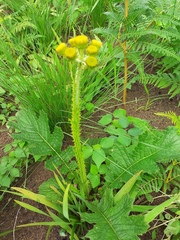 Berkheya umbellata