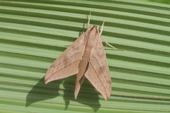 Xylophanes anubus