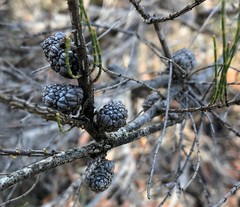 Allocasuarina pusilla