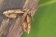 Xylophanes guianensis