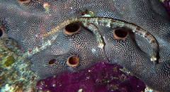 Corythoichthys ocellatus