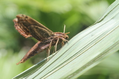 Xylophanes guianensis