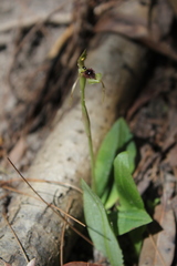 Chiloglottis seminuda
