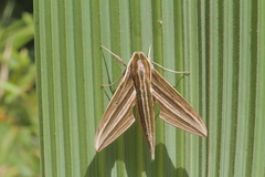 Xylophanes titana