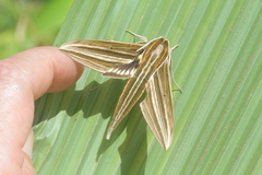 Xylophanes titana
