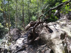 Chiloglottis seminuda