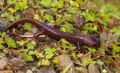 Hynobius arisanensis