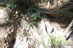 Chiloglottis seminuda