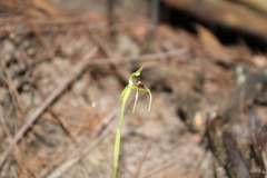 Chiloglottis seminuda