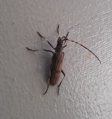 Didymocantha obliqua