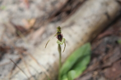 Chiloglottis seminuda