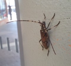 Didymocantha obliqua