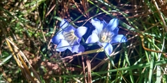 Gentiana bicuspidata
