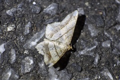 Chiasmia defixaria