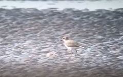 Charadrius leschenaultii