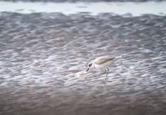Charadrius leschenaultii