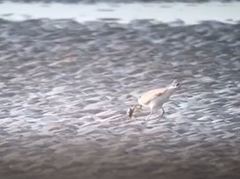 Charadrius leschenaultii