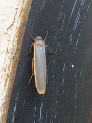 Birketsmithiola sanguicosta