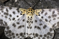Metabraxas clerica