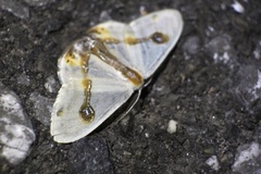 Macrocilix mysticata