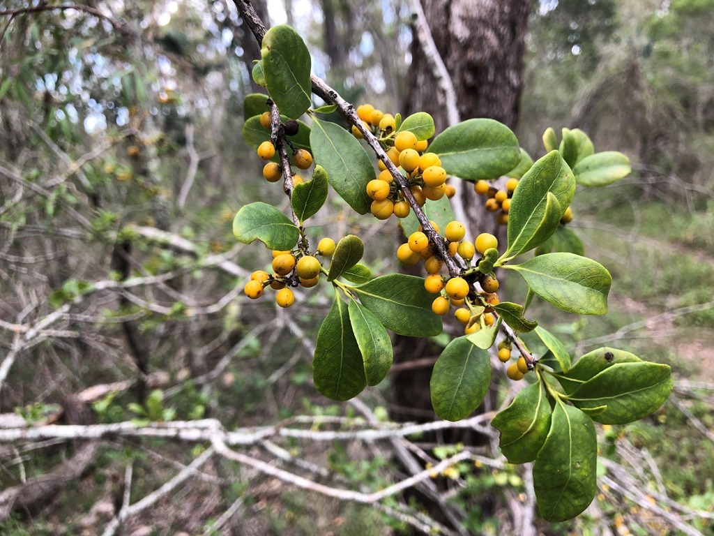 orangebark