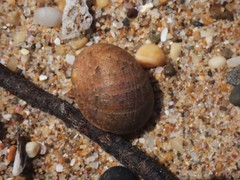 Nerita erythrostoma