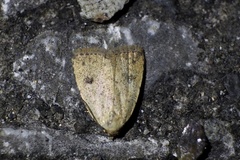 Anachrostis nigripunctalis