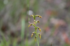 Genoplesium apostasioides