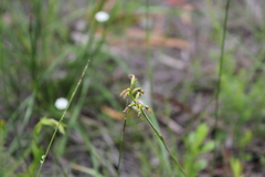 Genoplesium apostasioides