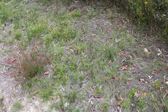 Genoplesium apostasioides