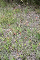 Genoplesium apostasioides