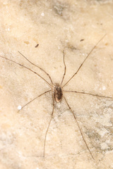 Phalangium opilio