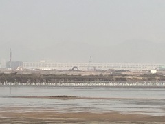 Recurvirostra avosetta