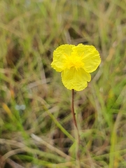 Xyris capensis