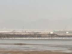 Recurvirostra avosetta