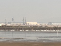 Recurvirostra avosetta