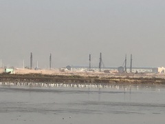 Recurvirostra avosetta