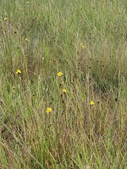 Xyris capensis
