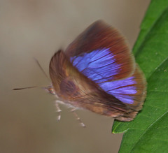 Arhopala perimuta