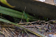 Pterostylis auriculata