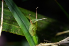 Pterostylis auriculata